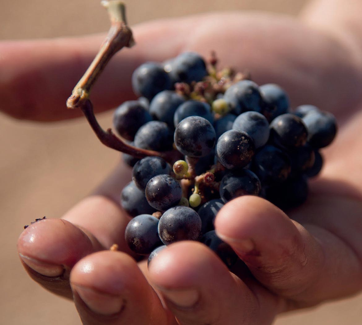 Vins Premium Rares Terroirs